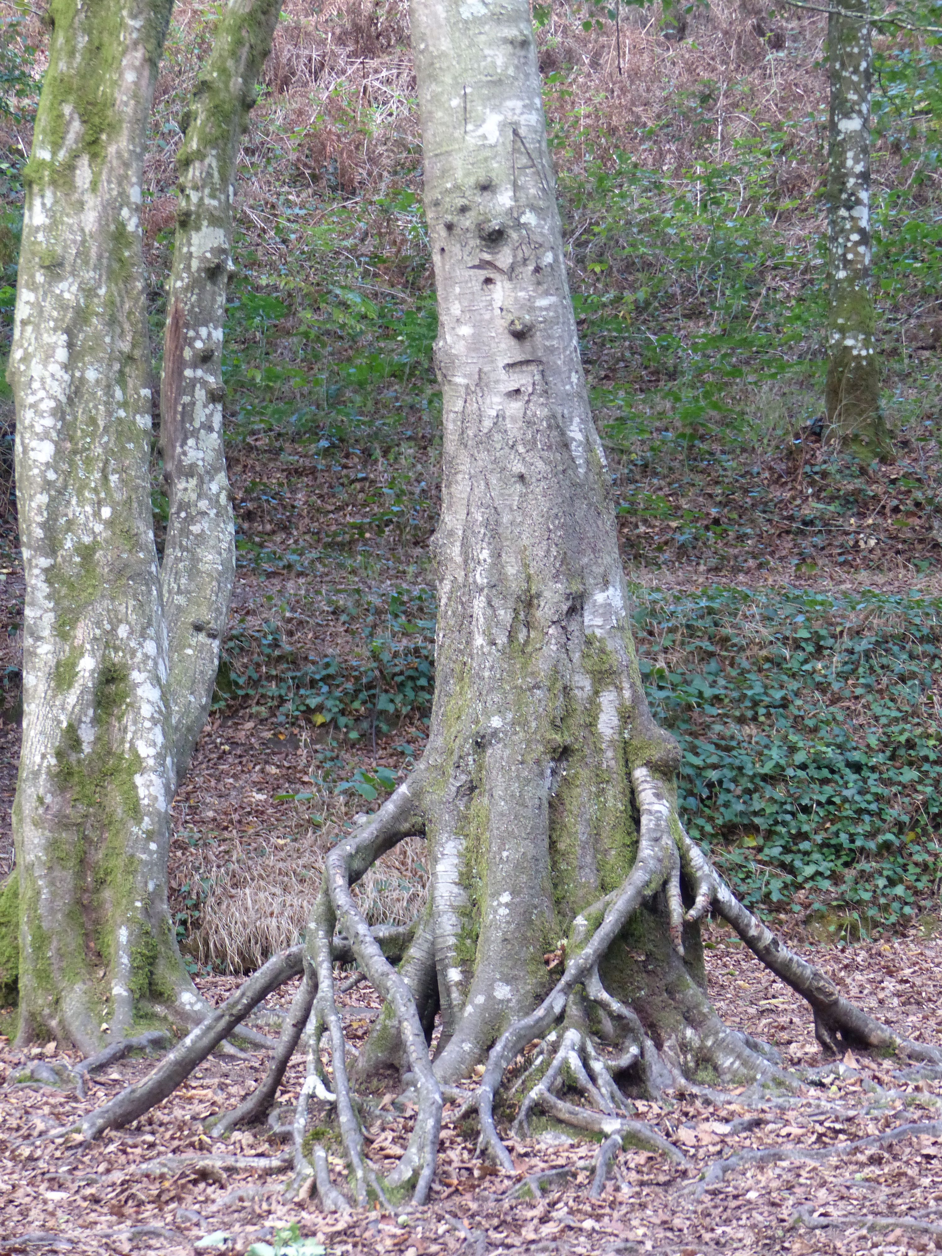 arbre forêt brocéliande