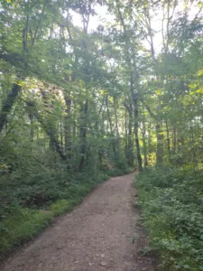 balade consciente forêt nathbouv